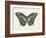 Beautiful Butterfly II-Vision Studio-Framed Art Print