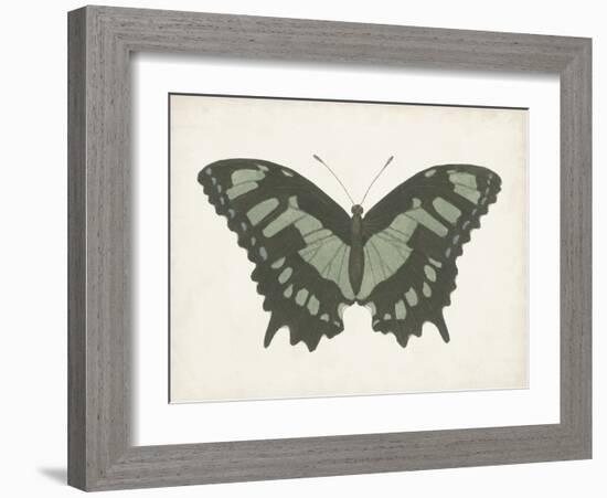 Beautiful Butterfly II-Vision Studio-Framed Art Print