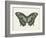 Beautiful Butterfly II-Vision Studio-Framed Art Print