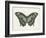 Beautiful Butterfly II-Vision Studio-Framed Art Print