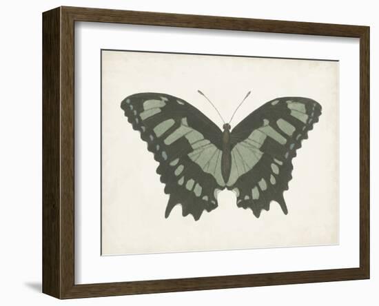 Beautiful Butterfly II-Vision Studio-Framed Art Print