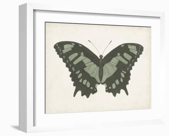 Beautiful Butterfly II-Vision Studio-Framed Art Print