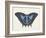 Beautiful Butterfly III-Vision Studio-Framed Art Print