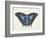 Beautiful Butterfly III-Vision Studio-Framed Art Print