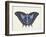 Beautiful Butterfly III-Vision Studio-Framed Art Print