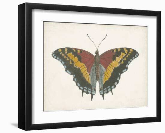 Beautiful Butterfly IV-Vision Studio-Framed Art Print