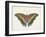 Beautiful Butterfly IV-Vision Studio-Framed Art Print