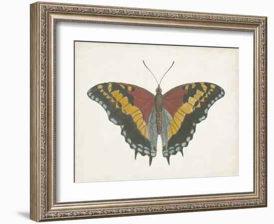 Beautiful Butterfly IV-Vision Studio-Framed Art Print