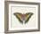 Beautiful Butterfly IV-Vision Studio-Framed Art Print