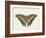 Beautiful Butterfly IV-Vision Studio-Framed Art Print