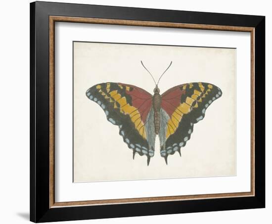 Beautiful Butterfly IV-Vision Studio-Framed Art Print