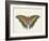 Beautiful Butterfly IV-Vision Studio-Framed Art Print