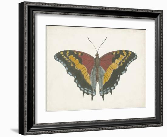 Beautiful Butterfly IV-Vision Studio-Framed Art Print