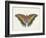 Beautiful Butterfly IV-Vision Studio-Framed Art Print