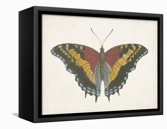 Beautiful Butterfly IV-Vision Studio-Framed Stretched Canvas