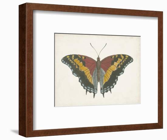 Beautiful Butterfly IV-Vision Studio-Framed Art Print