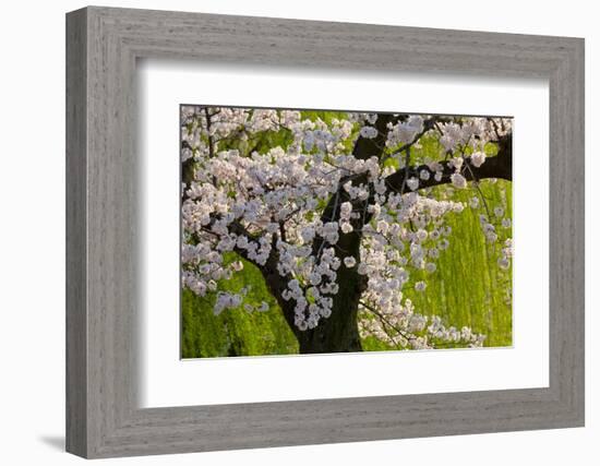 Beautiful Cherry Blossom and Willow in Ueno Park, Tokyo, Japan, Asia-Martin Child-Framed Photographic Print