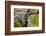 Beautiful Cherry Blossom and Willow in Ueno Park, Tokyo, Japan, Asia-Martin Child-Framed Photographic Print