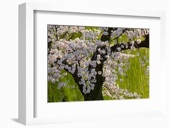 Beautiful Cherry Blossom and Willow in Ueno Park, Tokyo, Japan, Asia-Martin Child-Framed Photographic Print