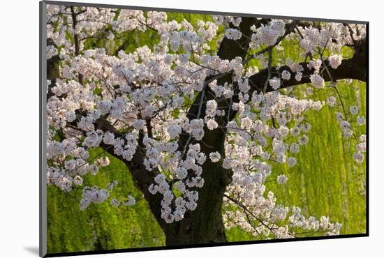 Beautiful Cherry Blossom and Willow in Ueno Park, Tokyo, Japan, Asia-Martin Child-Mounted Photographic Print