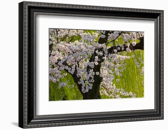 Beautiful Cherry Blossom and Willow in Ueno Park, Tokyo, Japan, Asia-Martin Child-Framed Photographic Print