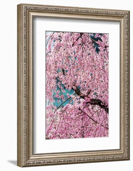 Beautiful Cherry Blossom in Full Bloom in Tokyo Imperial Palace East Gardens, Tokyo, Japan, Asia-Martin Child-Framed Photographic Print