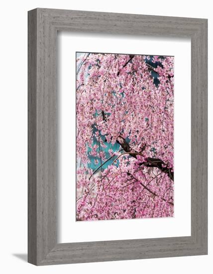 Beautiful Cherry Blossom in Full Bloom in Tokyo Imperial Palace East Gardens, Tokyo, Japan, Asia-Martin Child-Framed Photographic Print