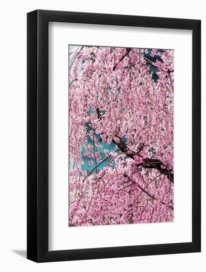 Beautiful Cherry Blossom in Full Bloom in Tokyo Imperial Palace East Gardens, Tokyo, Japan, Asia-Martin Child-Framed Photographic Print