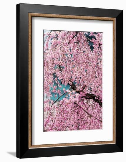 Beautiful Cherry Blossom in Full Bloom in Tokyo Imperial Palace East Gardens, Tokyo, Japan, Asia-Martin Child-Framed Photographic Print