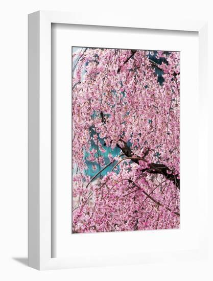 Beautiful Cherry Blossom in Full Bloom in Tokyo Imperial Palace East Gardens, Tokyo, Japan, Asia-Martin Child-Framed Photographic Print