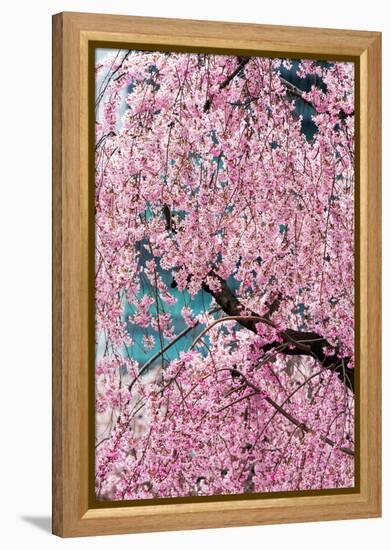 Beautiful Cherry Blossom in Full Bloom in Tokyo Imperial Palace East Gardens, Tokyo, Japan, Asia-Martin Child-Framed Premier Image Canvas