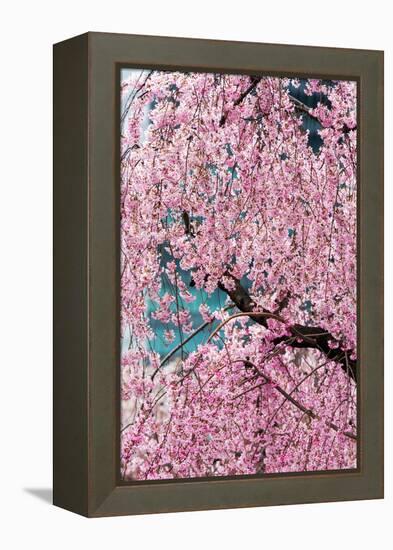 Beautiful Cherry Blossom in Full Bloom in Tokyo Imperial Palace East Gardens, Tokyo, Japan, Asia-Martin Child-Framed Premier Image Canvas