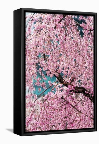 Beautiful Cherry Blossom in Full Bloom in Tokyo Imperial Palace East Gardens, Tokyo, Japan, Asia-Martin Child-Framed Premier Image Canvas