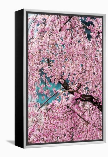 Beautiful Cherry Blossom in Full Bloom in Tokyo Imperial Palace East Gardens, Tokyo, Japan, Asia-Martin Child-Framed Premier Image Canvas