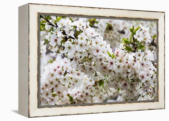 Beautiful Cherry Blossom in Full Bloom in Tokyo Imperial Palace East Gardens, Tokyo, Japan, Asia-Martin Child-Framed Premier Image Canvas
