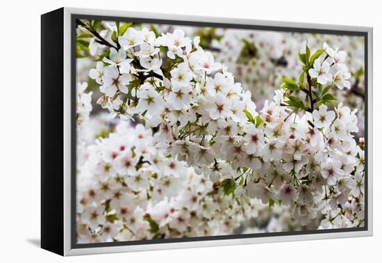 Beautiful Cherry Blossom in Full Bloom in Tokyo Imperial Palace East Gardens, Tokyo, Japan, Asia-Martin Child-Framed Premier Image Canvas