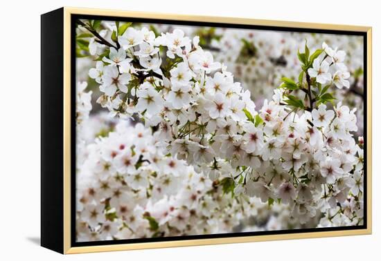 Beautiful Cherry Blossom in Full Bloom in Tokyo Imperial Palace East Gardens, Tokyo, Japan, Asia-Martin Child-Framed Premier Image Canvas