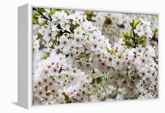 Beautiful Cherry Blossom in Full Bloom in Tokyo Imperial Palace East Gardens, Tokyo, Japan, Asia-Martin Child-Framed Premier Image Canvas