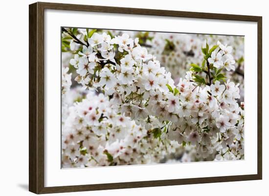 Beautiful Cherry Blossom in Full Bloom in Tokyo Imperial Palace East Gardens, Tokyo, Japan, Asia-Martin Child-Framed Photographic Print