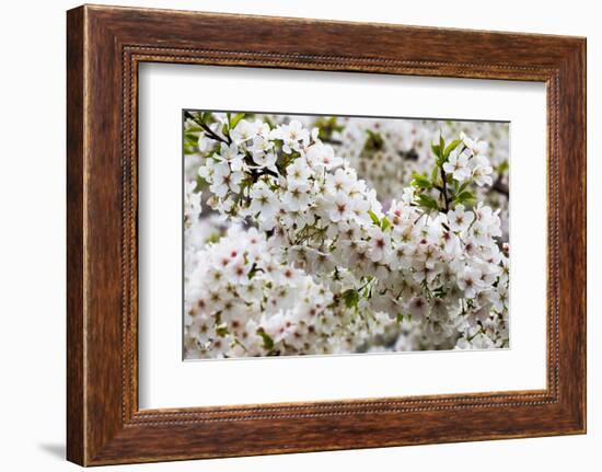 Beautiful Cherry Blossom in Full Bloom in Tokyo Imperial Palace East Gardens, Tokyo, Japan, Asia-Martin Child-Framed Photographic Print