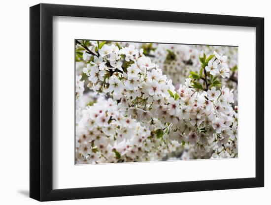 Beautiful Cherry Blossom in Full Bloom in Tokyo Imperial Palace East Gardens, Tokyo, Japan, Asia-Martin Child-Framed Photographic Print