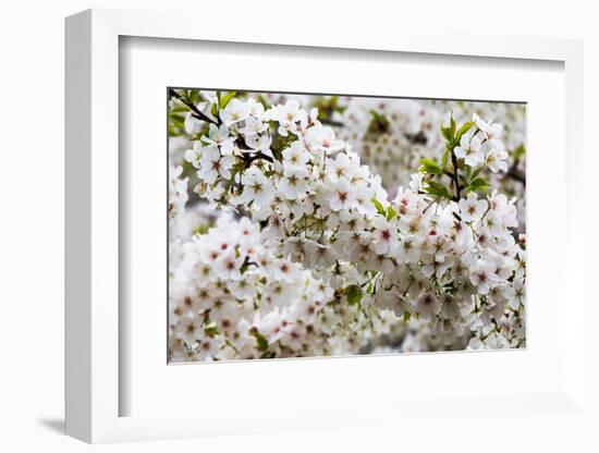 Beautiful Cherry Blossom in Full Bloom in Tokyo Imperial Palace East Gardens, Tokyo, Japan, Asia-Martin Child-Framed Photographic Print