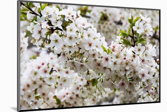 Beautiful Cherry Blossom in Full Bloom in Tokyo Imperial Palace East Gardens, Tokyo, Japan, Asia-Martin Child-Mounted Photographic Print