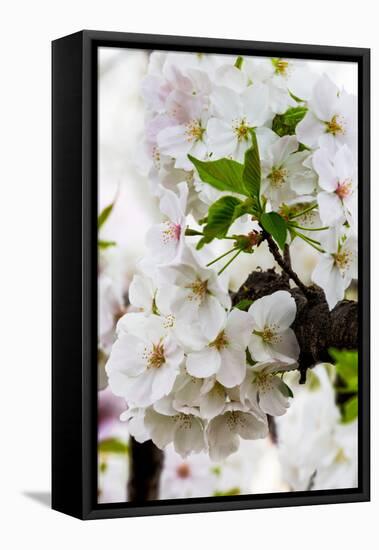 Beautiful Cherry Blossom in Full Bloom in Tokyo Imperial Palace East Gardens, Tokyo, Japan, Asia-Martin Child-Framed Premier Image Canvas