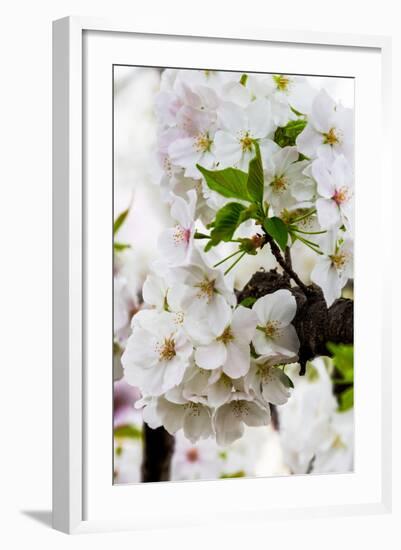 Beautiful Cherry Blossom in Full Bloom in Tokyo Imperial Palace East Gardens, Tokyo, Japan, Asia-Martin Child-Framed Photographic Print