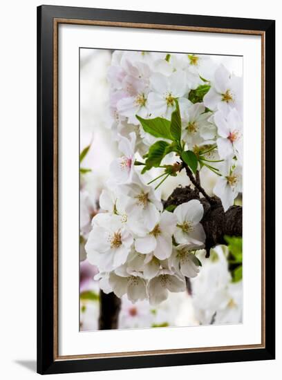 Beautiful Cherry Blossom in Full Bloom in Tokyo Imperial Palace East Gardens, Tokyo, Japan, Asia-Martin Child-Framed Photographic Print