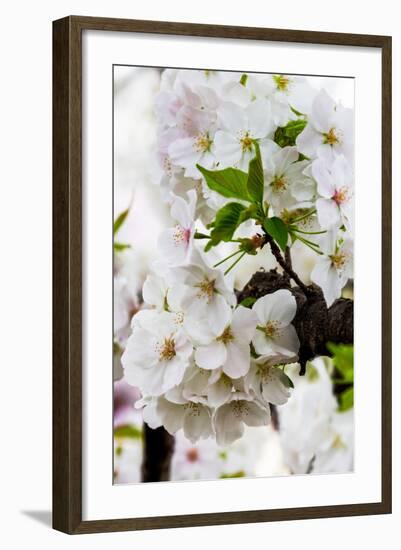 Beautiful Cherry Blossom in Full Bloom in Tokyo Imperial Palace East Gardens, Tokyo, Japan, Asia-Martin Child-Framed Photographic Print