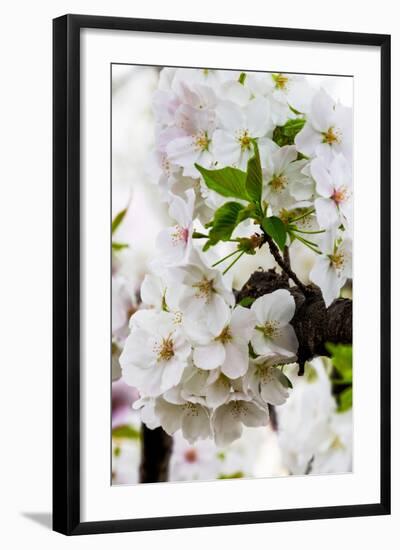 Beautiful Cherry Blossom in Full Bloom in Tokyo Imperial Palace East Gardens, Tokyo, Japan, Asia-Martin Child-Framed Photographic Print