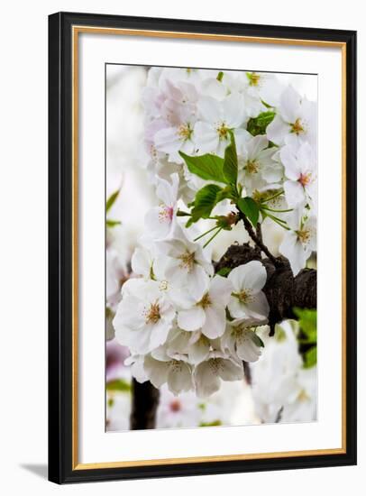 Beautiful Cherry Blossom in Full Bloom in Tokyo Imperial Palace East Gardens, Tokyo, Japan, Asia-Martin Child-Framed Photographic Print