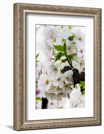 Beautiful Cherry Blossom in Full Bloom in Tokyo Imperial Palace East Gardens, Tokyo, Japan, Asia-Martin Child-Framed Photographic Print